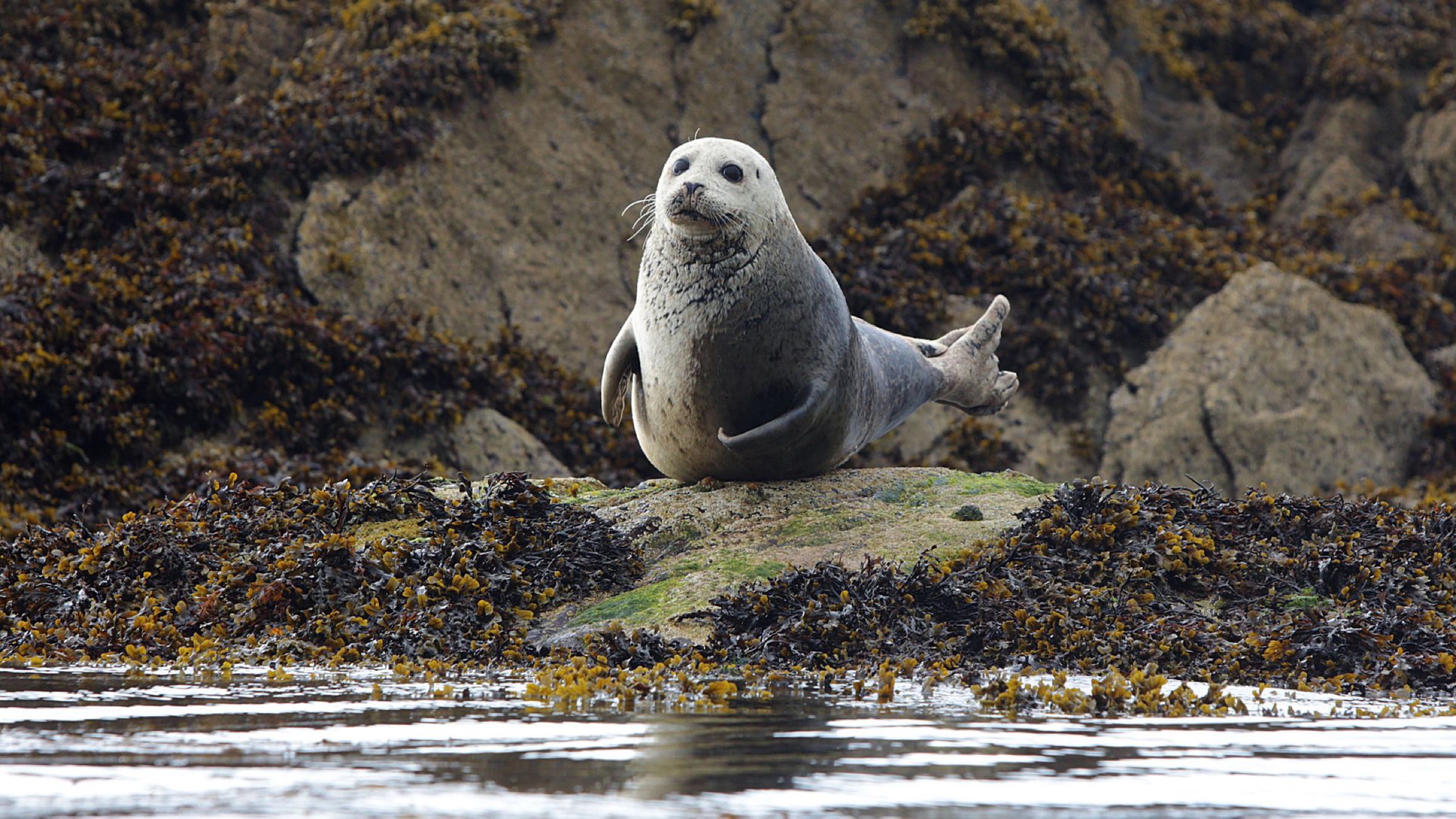 Grey seal photographed at Castlecove, near Derrynane Coast Hotel on the Wild Atlantic Way